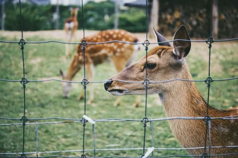 Deer Fencing For Garden Protection